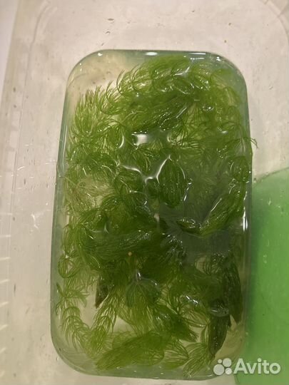 Продам растение роголистник