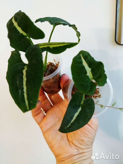 Сингониумы сортовые, Сциндапсус, Эпипремнум