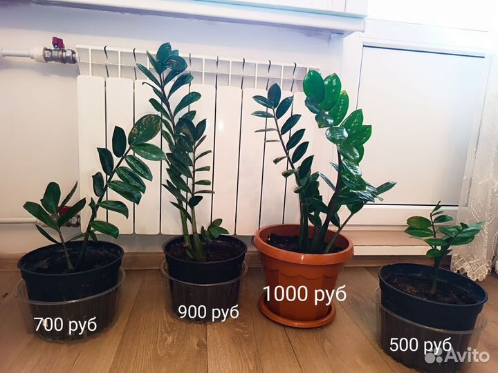 Продам комнатные растения Замиокулькас