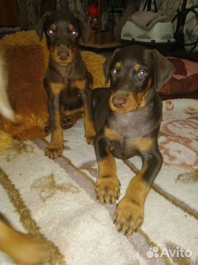 Щенки добермана