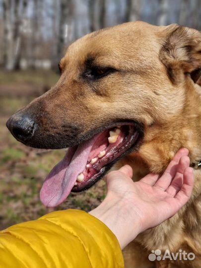 Не нужный пёс ищет дом