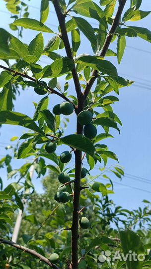 Саженцы слива