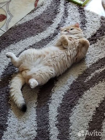 Британский клубный кот вязка