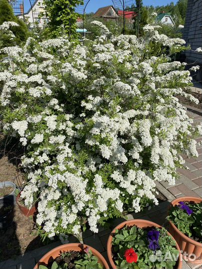 Спирея грефшейм