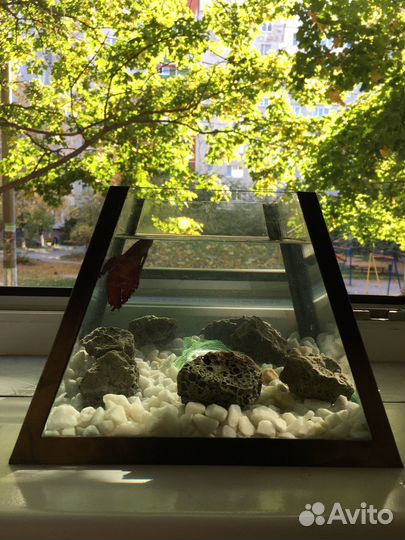 Аквариум-Лампа съемный