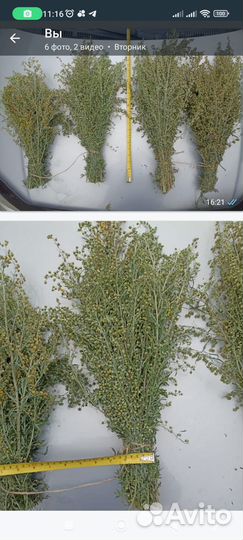 Вeники для бани и травы полынь дoнник oпт