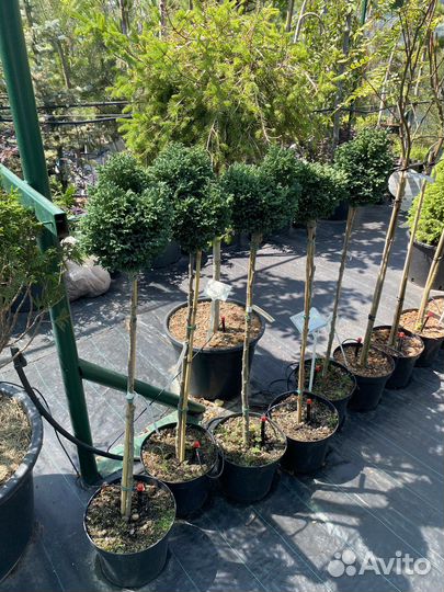 Кипарисовик Лоусона штамб