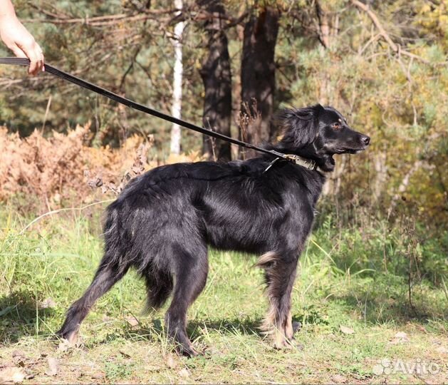 Собака Сказка