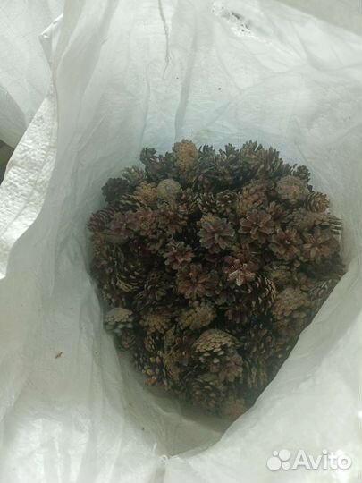 Шишки сосновые и еловые