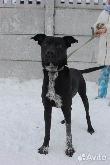 Собака в добрые руки