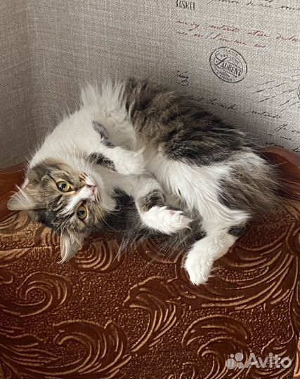 Кошечка Мурка