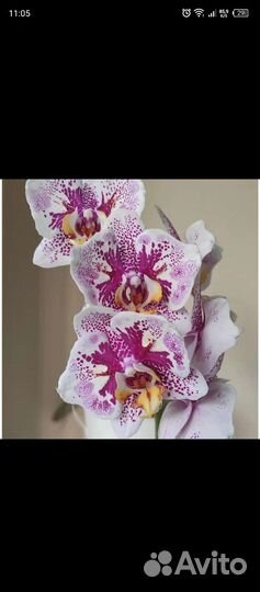 Орхидея Джентельмен (бабочка)