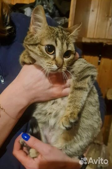 Котенок девочка 6 мес