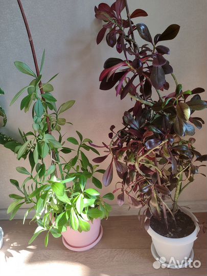 Синадениум