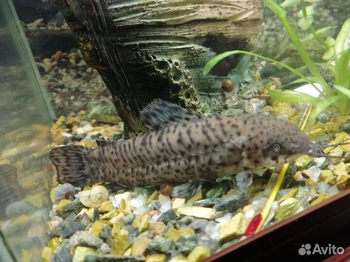 Сом анциструс