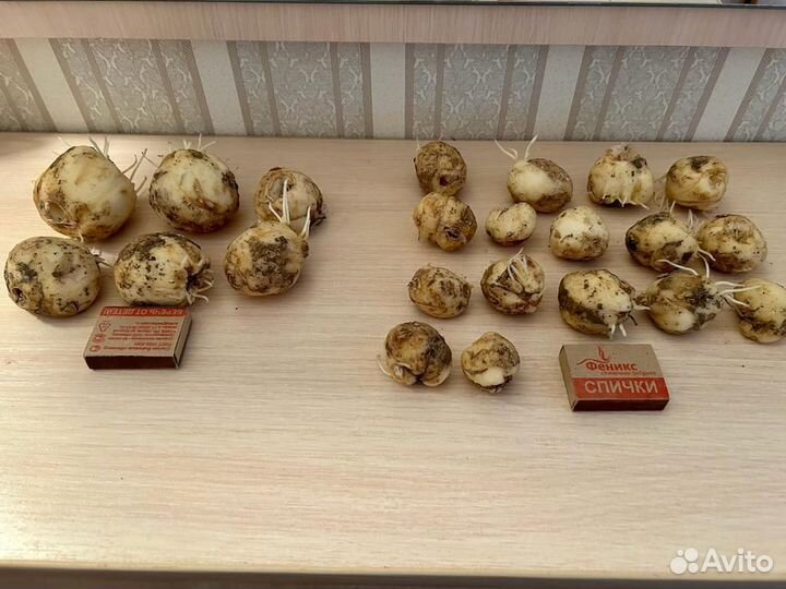 Рябчик императорский