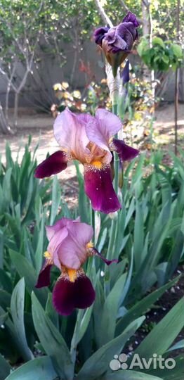 Ирисы голландия разные