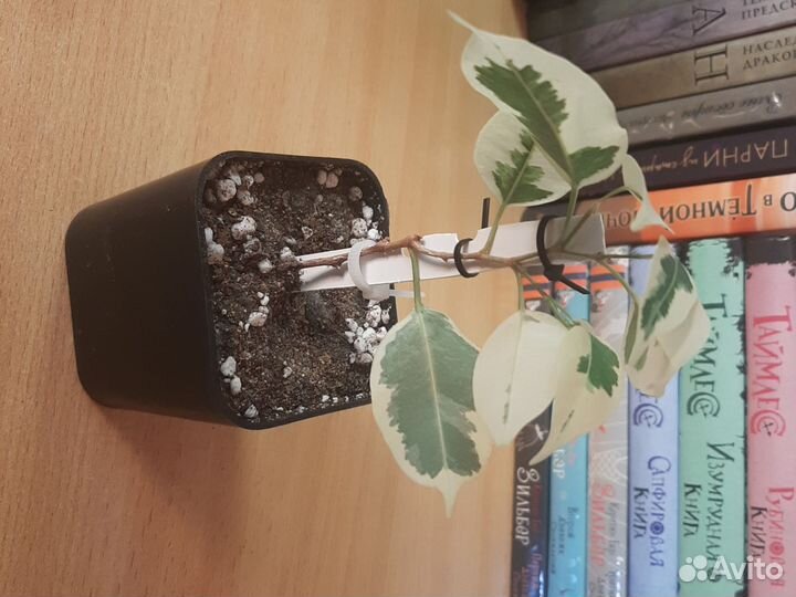 Фикус бенджамина пестролистный