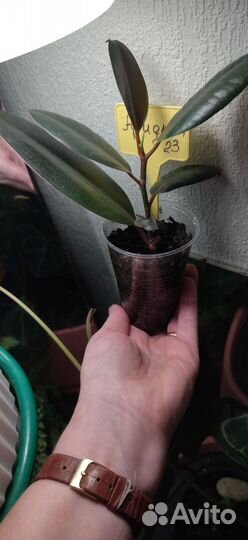 Фикус Эластика Абиджан