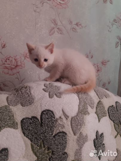 Котёнок. Мальчик. 2 месяца