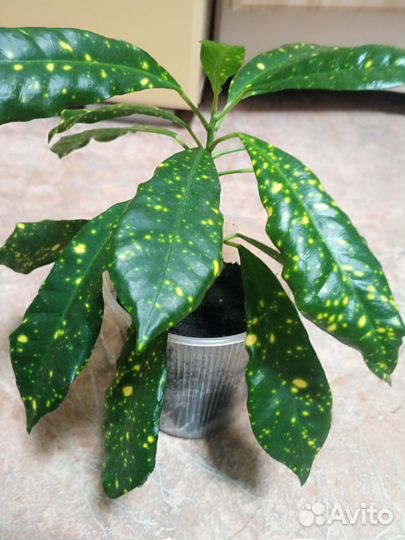 Кротон пёстрый