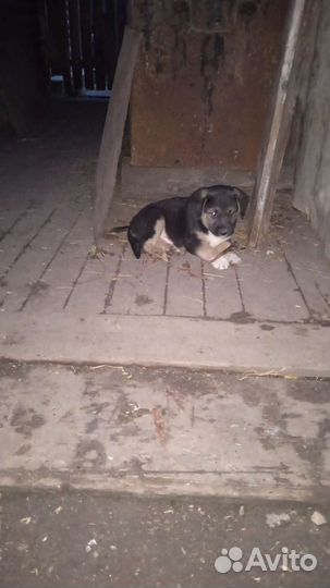 Вьетнамск вислобрюхий поросенок