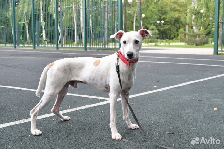 Гарик ищет семью