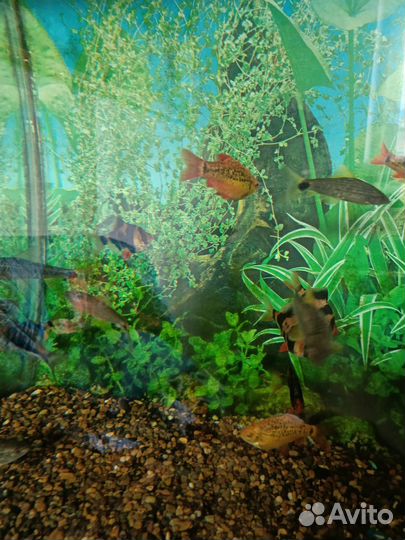 Астронотусы