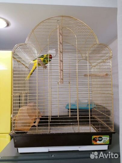 Попугай Какарик