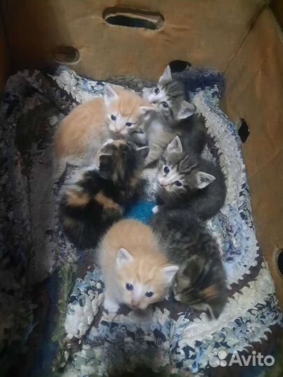 Отдадим котят в добрые руки