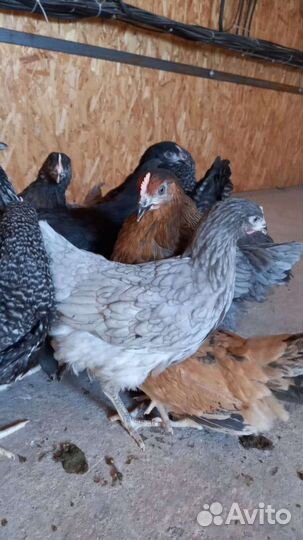 Потрясающие курочки