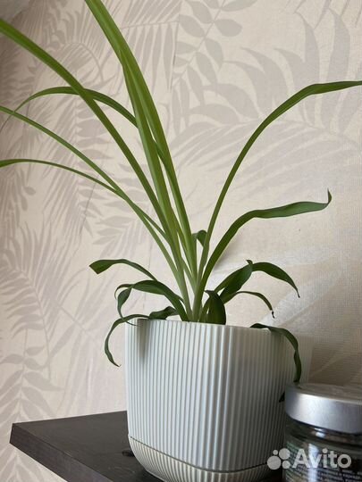 Комнатные растения цветы