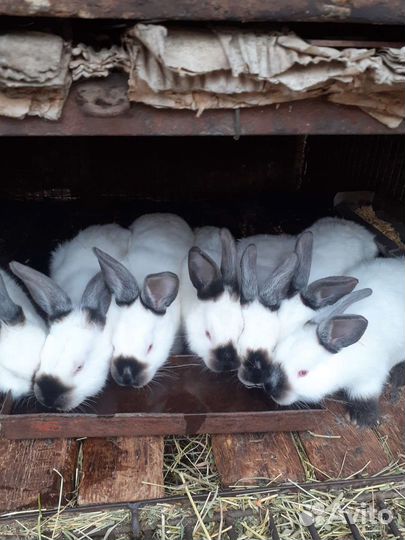 Калифорнийские кролики