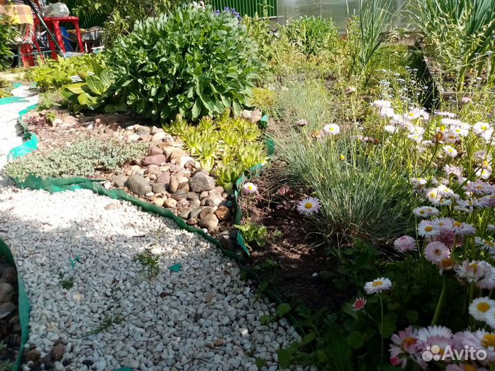 Многолетние цветы