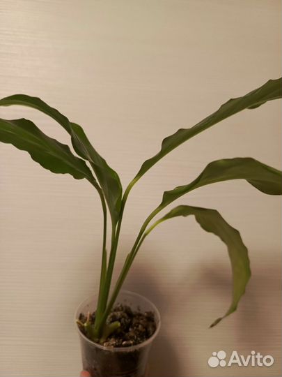 Спатифиллум