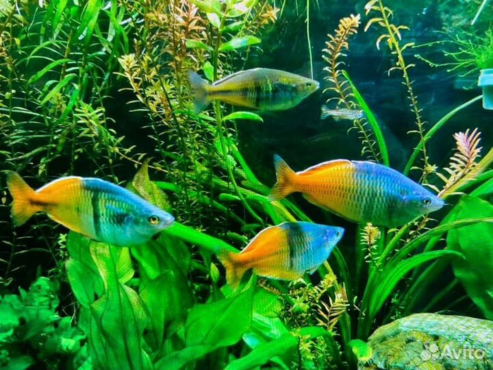 Аквариумные рыбки и растения