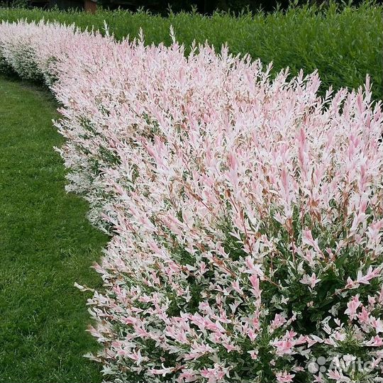 Ива Хакуро Нишики