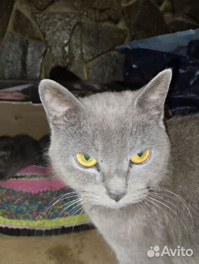 Отдам котят британских