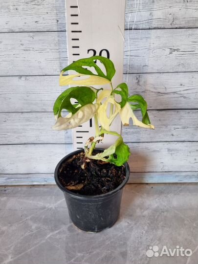 Монстера адансона вариегатная