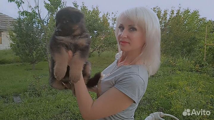 Щенки немецкой овчарки