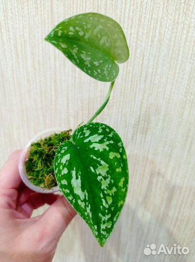 Сциндапсус триколор