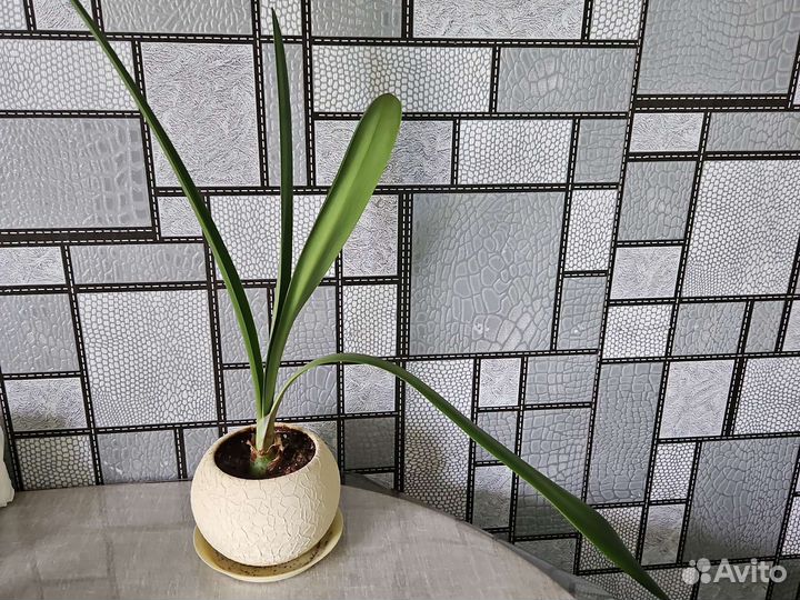 Гиппеаструм амариллис красный