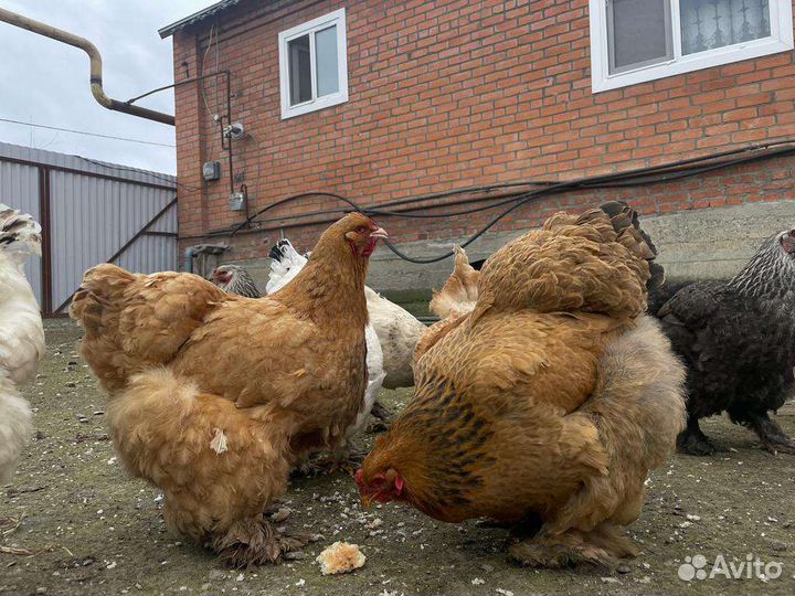 Инкубационное яйцо брама