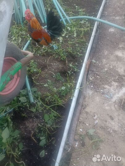 Петушки Алтайская Бентамка