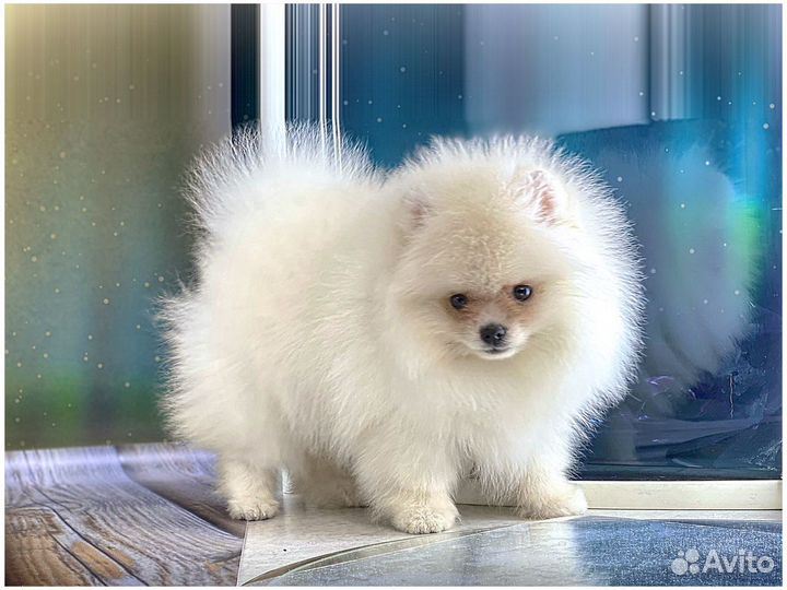 Шпиц