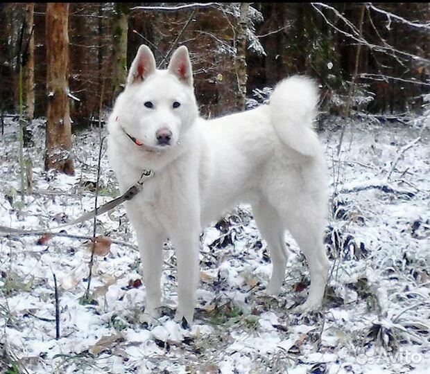 Отдам пса в добрые руки
