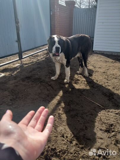 Вязка собак среднеазиатская овчарка алабай