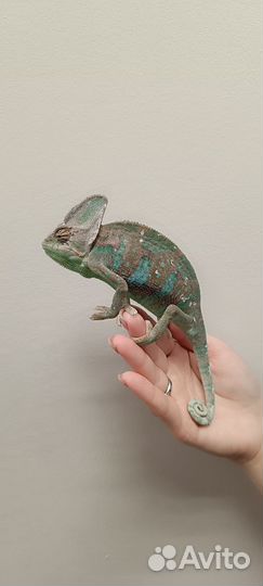 Хамелеон йеменский