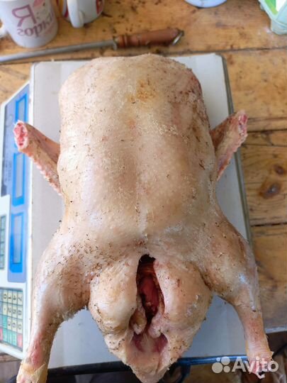 Утка домашняя мясо