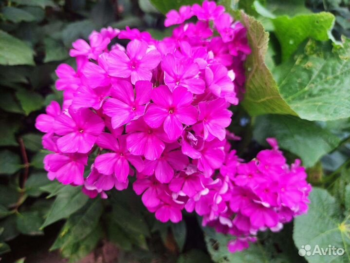 Флоксы многолетние